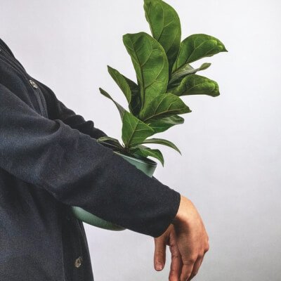 The Art of Drawing Readers In: Your attractive post title goes here Plants Store Gallery Img 6